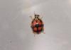 Adalia decempunctata